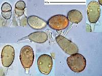 Puccinia tiritea image