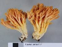 Ramaria piedmontiana image