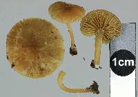 Simocybe largispora image