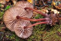 Mycena lividorubra image