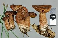 Lactarius rufus image