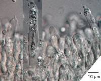 Russula griseostipitata image