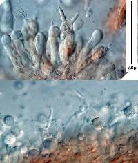 Laccaria pumila image