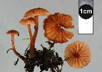 Laccaria glabripes image