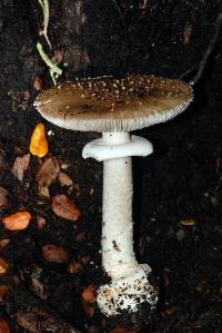 Amanita australis image