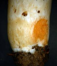 Russula allochroa image