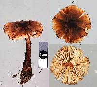 Lepiota haemorrhagica image