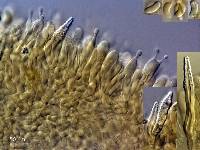 Hohenbuehelia cyphelliformis image