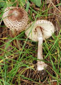 Macrolepiota clelandii image