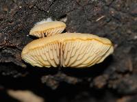 Crepidotus praecipuus image