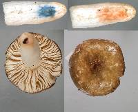 Russula laccata image