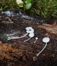 Hemimycena tortuosa image