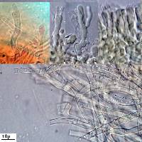 Ceraceomyces corymbatus image