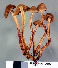 Cortinarius sclerophyllarum image