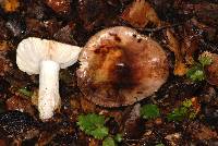 Russula umerensis image