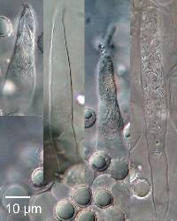 Russula atroviridis image