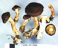 Cortinarius eutactus image