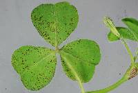 Uromyces trifolii-repentis image