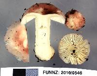 Russula roseopileata image