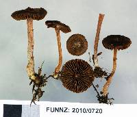 Inocybe dissimilis image
