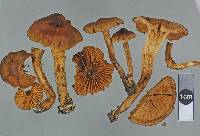 Cortinarius saniosus image