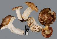 Russula umerensis image