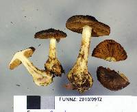 Cortinarius ophryx image