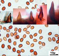 Inonotus nothofagi image