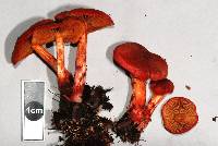 Dermocybe cramesina image