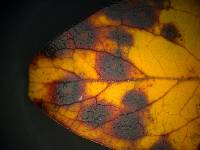 Mycosphaerella coacervata image