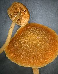 Simocybe phlebophora image