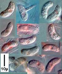 Heterochaete spinulosa image