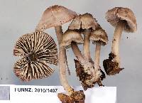 Mycena vinacea image