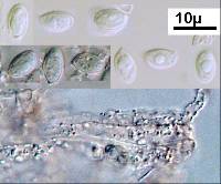 Clitopilus hobsonii image