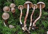 Cortinarius sclerophyllarum image