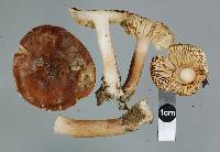 Tricholoma elegans image