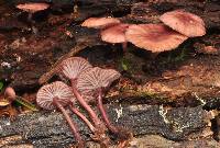 Mycena lividorubra image