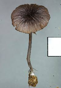 Entoloma duplocoloratum image