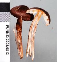 Lepiota haemorrhagica image