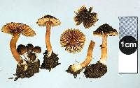 Inocybe fuscosquarrosa image