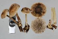 Mycena fuscovinacea image