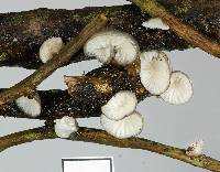 Hohenbuehelia cyphelliformis image