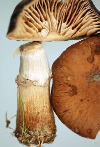 Agrocybe erebia image