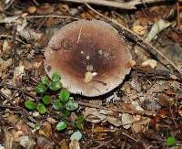 Russula griseostipitata image