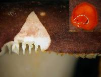 Russula umerensis image