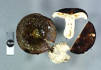 Russula umerensis image