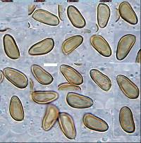 Inocybe strobilomyces image