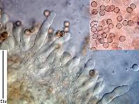 Crepidotus rufofloccosus image