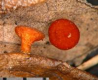 Moellerodiscus coprosmae image