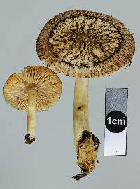 Pluteus readiarum image